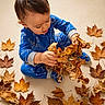 Felix joined the competition — help win amazing prizes! child, toddler, baby, autumn, fall, leaves, maple_leaves, blue_pajamas, sitting, indoors, portrait, playful, curious, harvesting, seasonal, warm_colors, floor, hand, brown_hair, photography