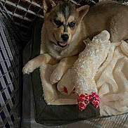 Koda joined the competition — help win amazing prizes! puppy, dog, bed, blanket, plush_toy, indoor, pet, fence, cozy, soft, resting, cute, fur, animal, playful, comfort, toy, canine, young, relaxed