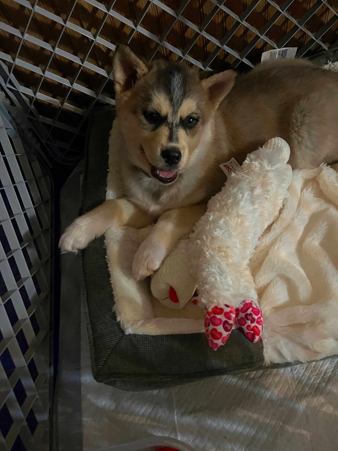 Koda joined the competition — help win amazing prizes! puppy, dog, bed, blanket, plush_toy, indoor, pet, fence, cozy, soft, resting, cute, fur, animal, playful, comfort, toy, canine, young, relaxed