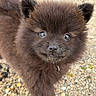 puppy, dog, fluffy, brown_fur, dark_fur, close_up, portrait, outdoor, gravel, pebbles, eyes, ears, nose, drool, cute, adorable, animal, canine, standing, curious