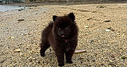 Bella participe au concours pour gagner de l'argent avec cette photo : puppy, dog, black_dog, fluffy, small_dog, standing, tongue_out, beach, pebbles, shoreline, coast, seawater, cliffs, trees, forest, cloudy_sky, outdoors, nature, portrait, cute