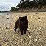 puppy, dog, black_dog, fluffy, small_dog, standing, tongue_out, beach, pebbles, shoreline, coast, seawater, cliffs, trees, forest, cloudy_sky, outdoors, nature, portrait, cute