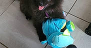 Bella a rejoint le concours — aidez-le/la à gagner de superbes lots ! puppy, dog, black_fur, fluffy, small_dog, toy, blue_toy, pet, indoors, tile_floor, sitting, looking_at_camera, open_mouth, pink_tongue, playful, cute, sock, foot, home, portrait