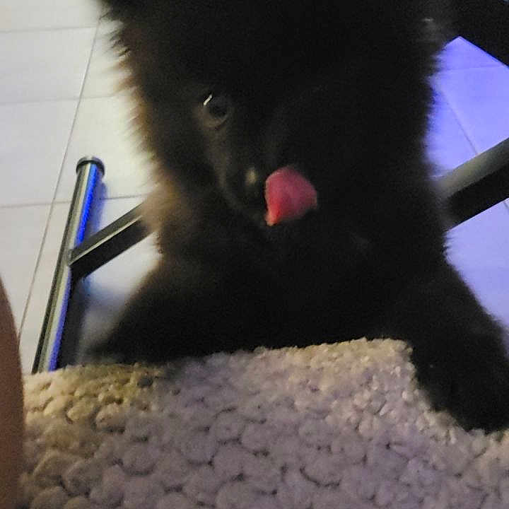 Bella