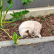 Loustic a rejoint le concours — aidez-le/la à gagner de superbes lots ! animal, cat, close_up, curled_up, flowerbed, fluffy, garden, gray_markings, leaves, mulch, nap, nature, outdoors, pavement, peaceful, pet, plants, relaxed, sleeping, white_fur