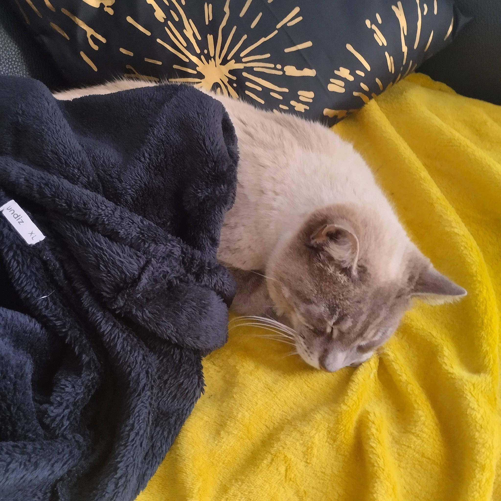 Loustic a rejoint le concours — aidez-le/la à gagner de superbes lots ! blanket, carnivore, cat, cat_bed, cat_supply, claw, comfort, domestic_short_haired_cat, felidae, fur, grey, linens, nap, paw, sleep, small_to_medium_sized_cats, snout, tail, whiskers