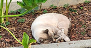 Loustic participe au concours pour gagner de l'argent avec cette photo : cat, closeup, cream_fur, curb, curled_up, fluffy, garden, gray_markings, greenery, leaves, mulch, outdoor, pavement, peaceful, plants, relaxed, resting, sleeping, tail, whiskers