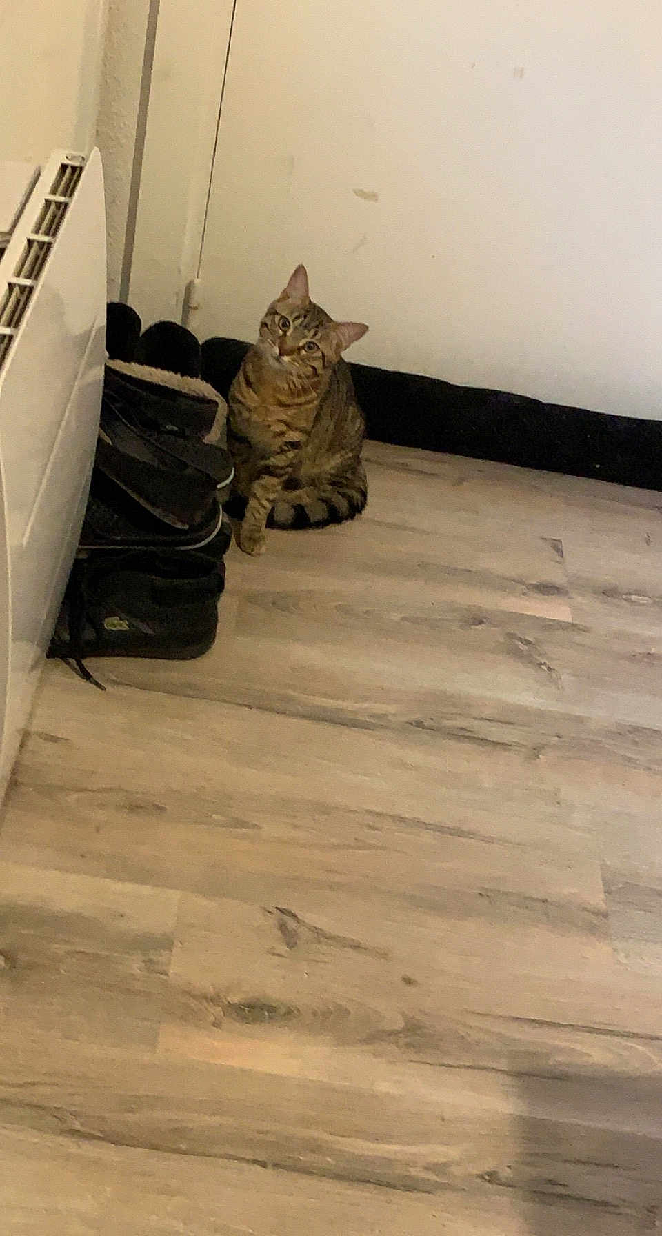 Mickey participe au concours pour gagner de l'argent avec cette photo : cat, tabby, floor, wooden_floor, shoes, stacked_shoes, heater, indoor, pet, curious, head_tilt, striped, animal, mammal, feline, domestic_cat, quiet, corner, resting, looking