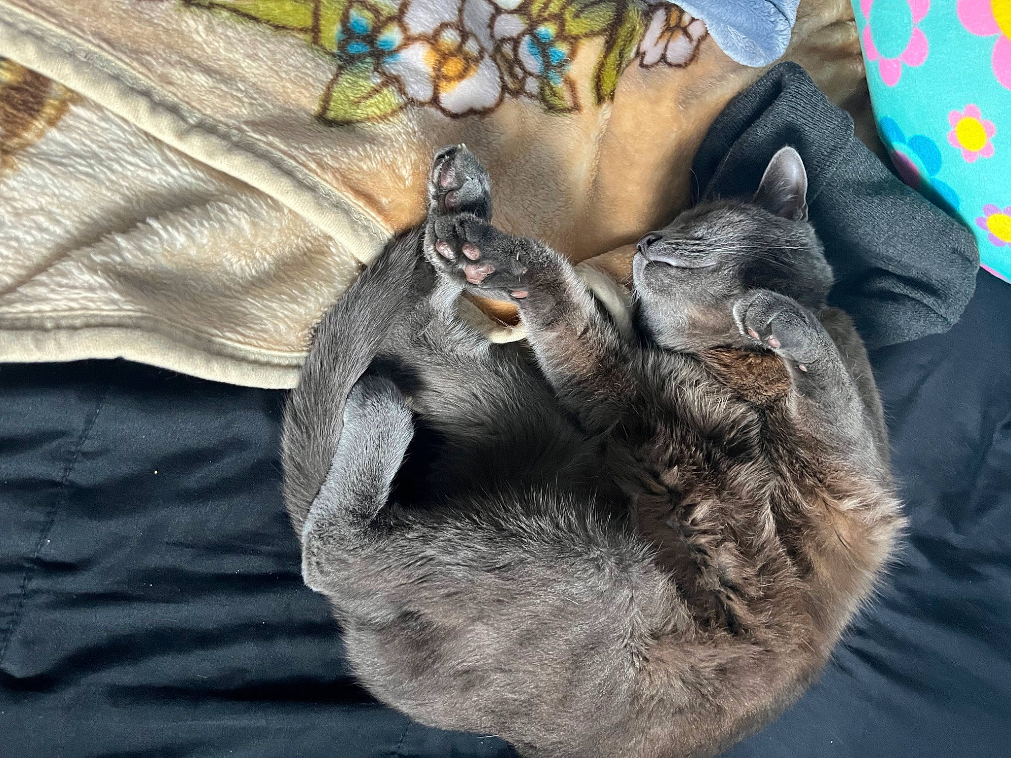 Flash is registered to the contest to win money with this photo: canidae, claw, comfort, denim, dog_breed, domestic_short_haired_cat, felidae, fur, gesture, grey, human_leg, pattern, paw, small_to_medium_sized_cats, sporting_group, tail, terrestrial_animal, thigh, whiskers, wildlife