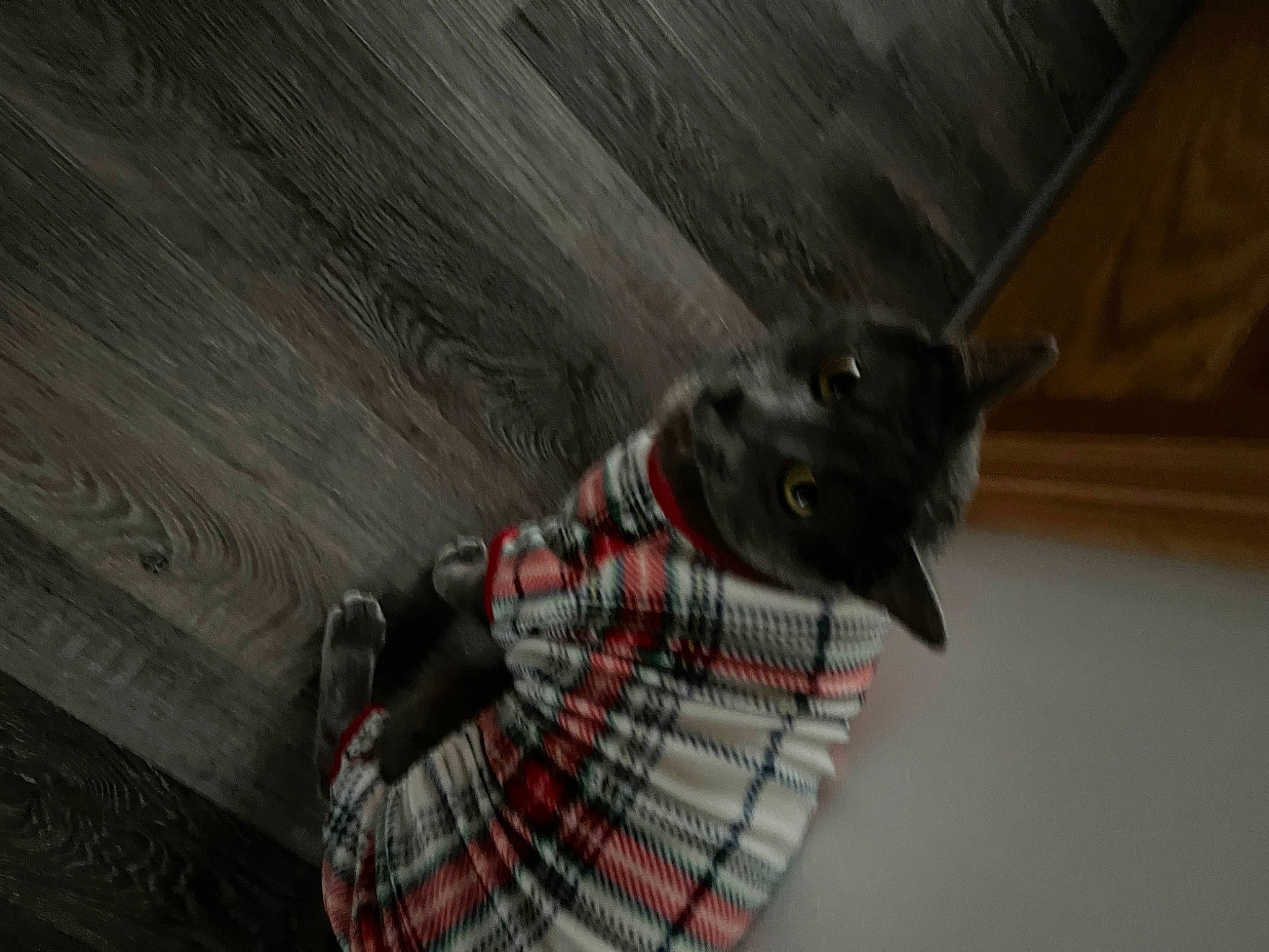 Flash joined the competition — help win amazing prizes! carmine, carnivore, claw, domestic_short_haired_cat, felidae, floor, flooring, fur, grey, hardwood, human_leg, pattern, plaid, small_to_medium_sized_cats, snout, tail, tartan, tree, whiskers, wood