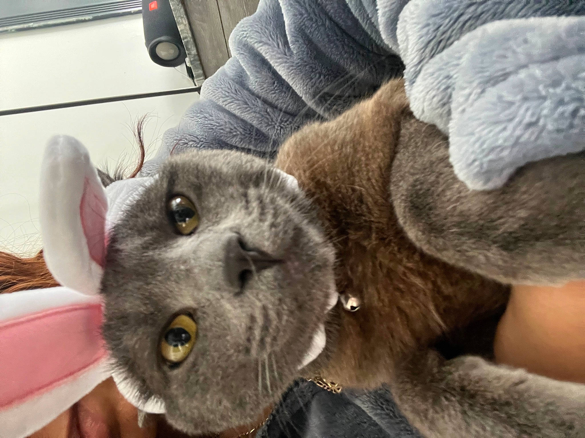 Flash joined the competition — help win amazing prizes! carnivore, cat, claw, comfort, domestic_short_haired_cat, ear, felidae, fur, paw, russian_blue, small_to_medium_sized_cats, snout, stuffed_toy, terrestrial_animal, whiskers