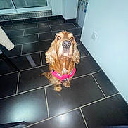 Laïca a rejoint le concours — aidez-le/la à gagner de superbes lots ! dog, pet, indoor, floor, tile, pink_harness, curious, looking_up, brown_fur, ears, nose, wall, door, glass, reflection, modern, home, animal, companion, cute