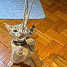 Alpha participe au concours pour gagner de l'argent avec cette photo : cat, playing, rope, toy, wooden_floor, indoor, pet, feline, cute, active, standing, biting, collar, home, mat, fur, whiskers, ears, claws, domestic_animal