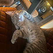 Alpha a rejoint le concours — aidez-le/la à gagner de superbes lots ! cat, tabby_cat, sleeping, stretching, indoor, chair, quilted_leather, furniture, pet, cozy, home, kitchen, washing_machine, relaxed, cute, animal, fur, whiskers, paw, nap