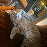 cat, tabby_cat, sleeping, stretching, indoor, chair, quilted_leather, furniture, pet, cozy, home, kitchen, washing_machine, relaxed, cute, animal, fur, whiskers, paw, nap