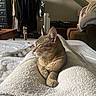Alpha participe au concours pour gagner de l'argent avec cette photo : cat, tabby_cat, blanket, bed, indoor, cozy, furniture, clothing_rack, sofa, relaxing, sleeping_cat, pet, animal, domestic_cat, home, warm_light, soft_texture, resting, comfortable, quiet