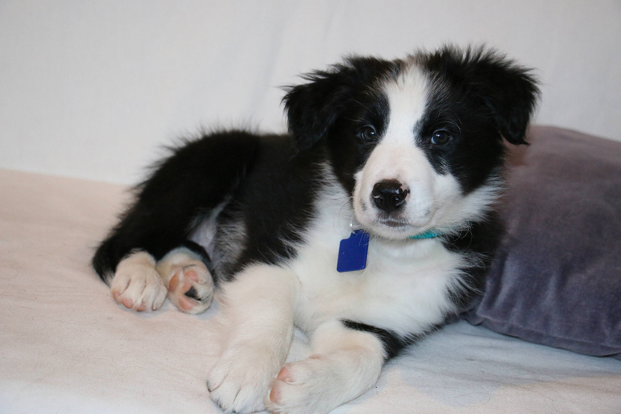 Pantaï participe au concours pour gagner de l'argent avec cette photo : australian_collie, australian_shepherd, border_collie, canidae, carnivore, companion_dog, dog, dog_breed, english_shepherd, herding_dog, mammal, miniature_australian_shepherd, puppy, rare_breed_dog, sporting_group, stabyhoun, vertebrate, welsh_sheepdog, working_dog