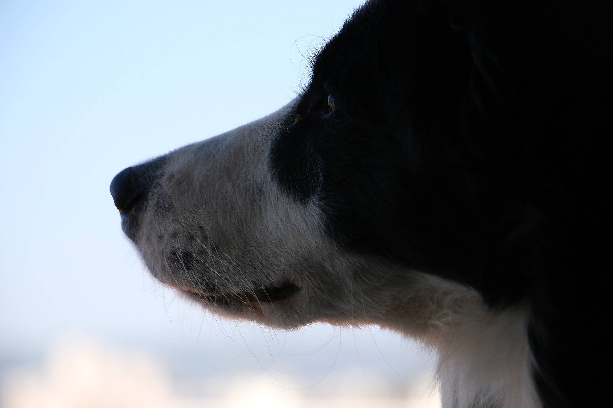 Pantaï participe au concours pour gagner de l'argent avec cette photo : border_collie, canidae, carnivore, dog, dog_breed, nose, snout, snow, sporting_group, stabyhoun, whiskers