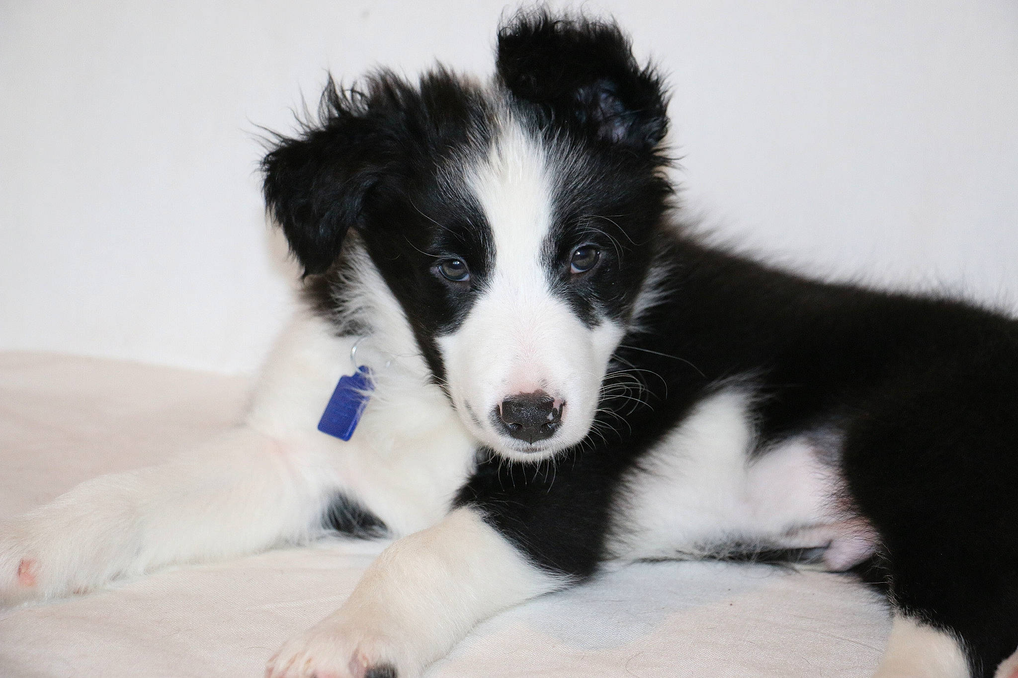 Pantaï a rejoint le concours — aidez-le/la à gagner de superbes lots ! australian_collie, border_collie, canidae, carnivore, companion_dog, dog, dog_breed, herding_dog, mammal, puppy, rare_breed_dog, scotch_collie, snout, sporting_group, stabyhoun, vertebrate, welsh_sheepdog, working_dog