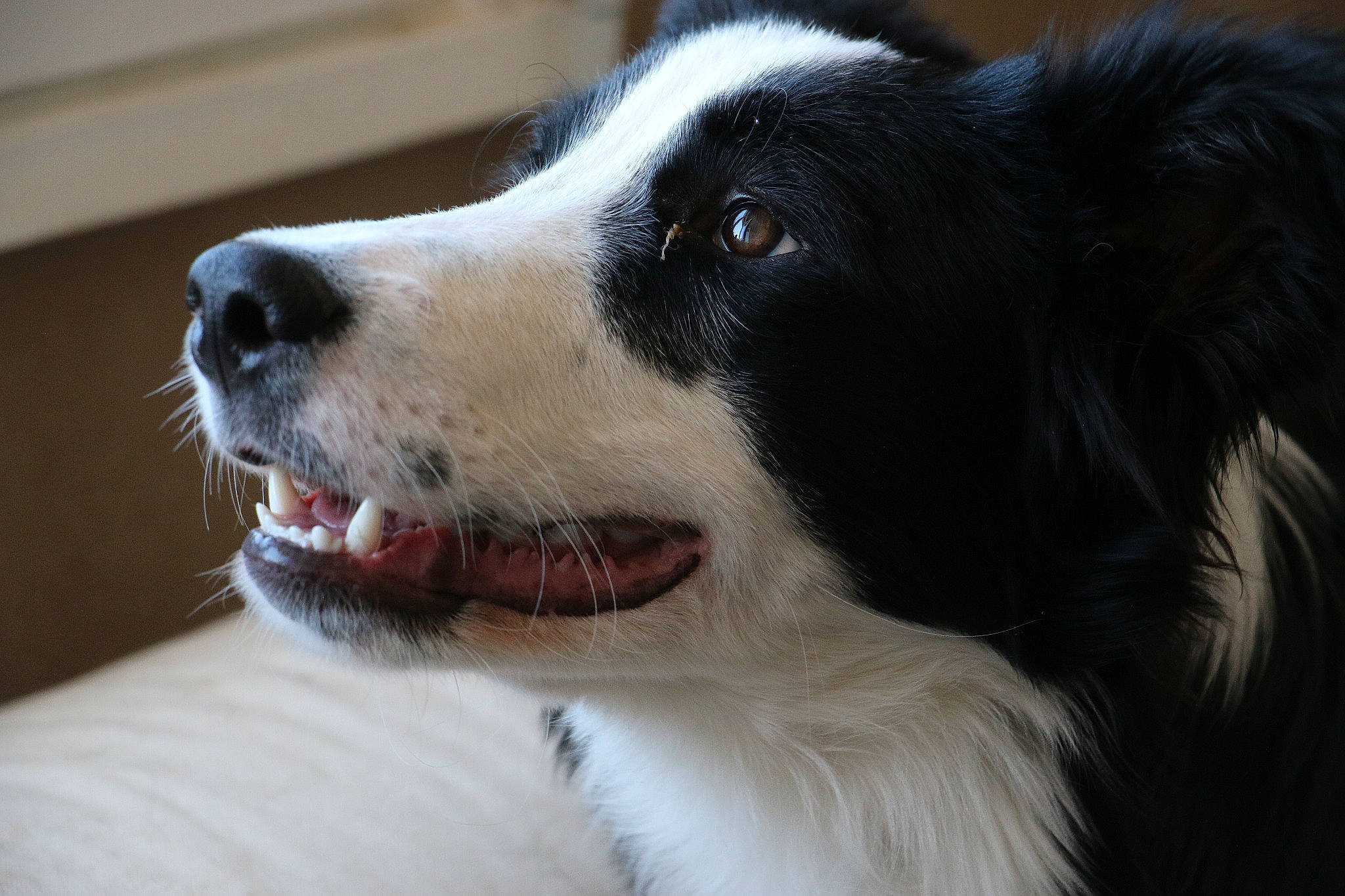 Pantaï participe au concours pour gagner de l'argent avec cette photo : australian_collie, border_collie, canidae, carnivore, companion_dog, dog, dog_breed, drentse_patrijshond, english_shepherd, english_springer_spaniel, french_spaniel, fur, mammal, nose, rare_breed_dog, snout, sporting_group, stabyhoun, vertebrate, whiskers