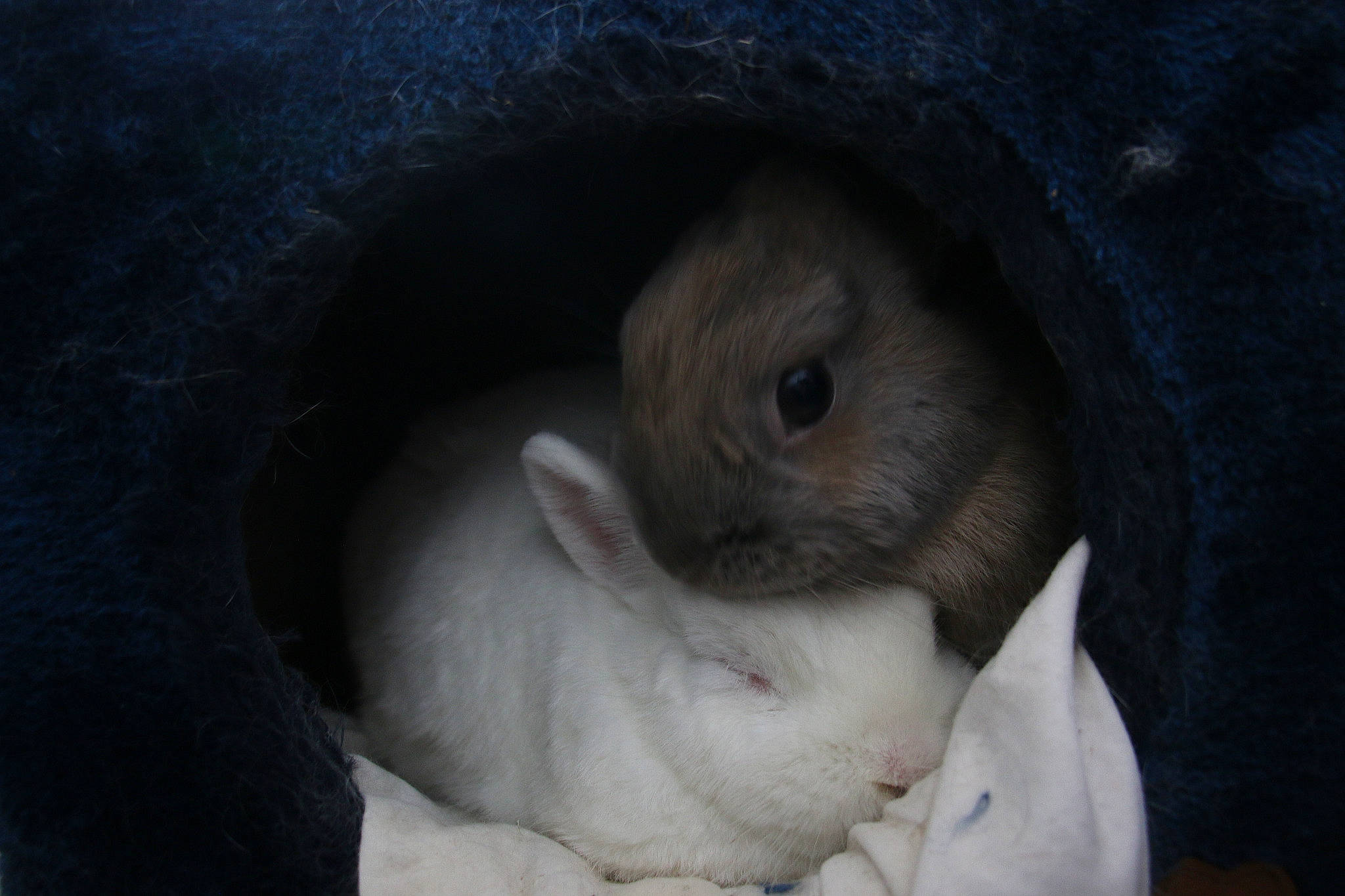 Olaf participe au concours pour gagner de l'argent avec cette photo : domestic_rabbit, ear, eye, fawn, hamster, hare, iris, mammal, nose, rabbit, rabbits_and_hares, rodent, skin, snout, whiskers