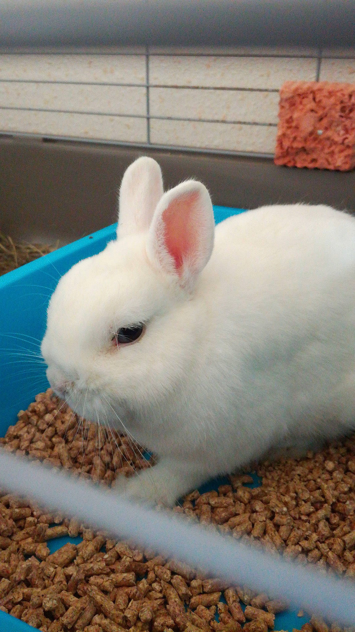 Olaf participe au concours pour gagner de l'argent avec cette photo : domestic_rabbit, easter_bunny, fawn, hare, organism, rabbit, rabbits_and_hares, skin, whiskers, wildlife