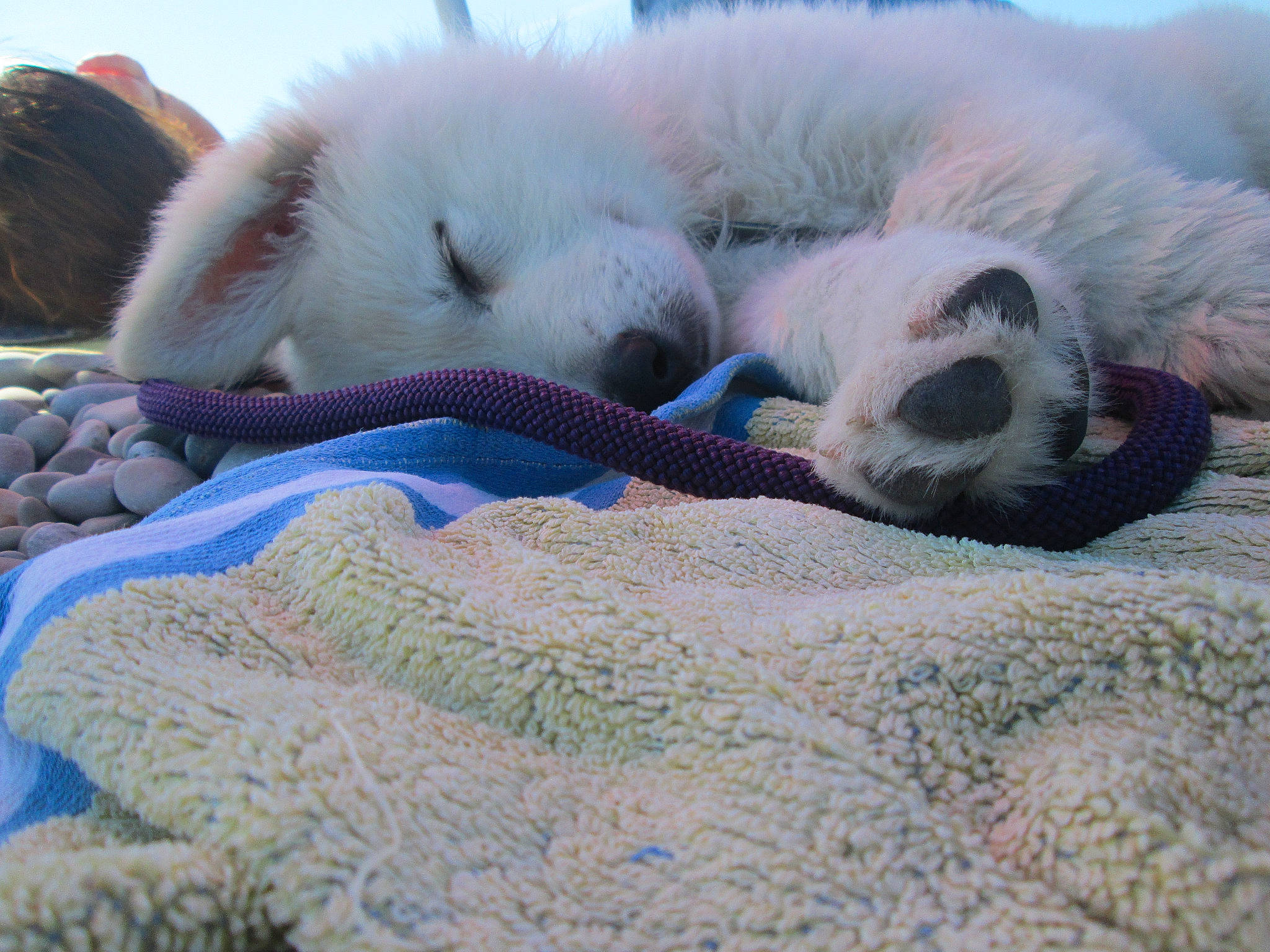 Mulan participe au concours pour gagner de l'argent avec cette photo : canidae, carnivore, cat, dog, dog_breed, felidae, fur, great_pyrenees, livestock_guardian_dog, mammal, nap, puppy, sleep