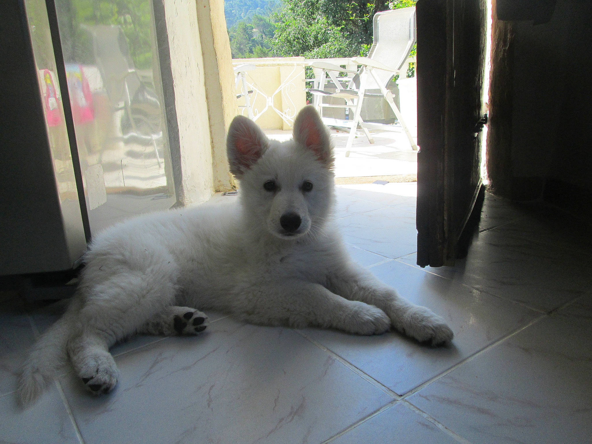 Mulan participe au concours pour gagner de l'argent avec cette photo : american_eskimo_dog, berger_blanc_suisse, canidae, carnivore, dog, dog_breed, indian_spitz, japanese_spitz, kintamani, kishu, korean_jindo_dog, mammal, non_sporting_group, pungsan_dog, rare_breed_dog, samoyed, vertebrate, white_shepherd