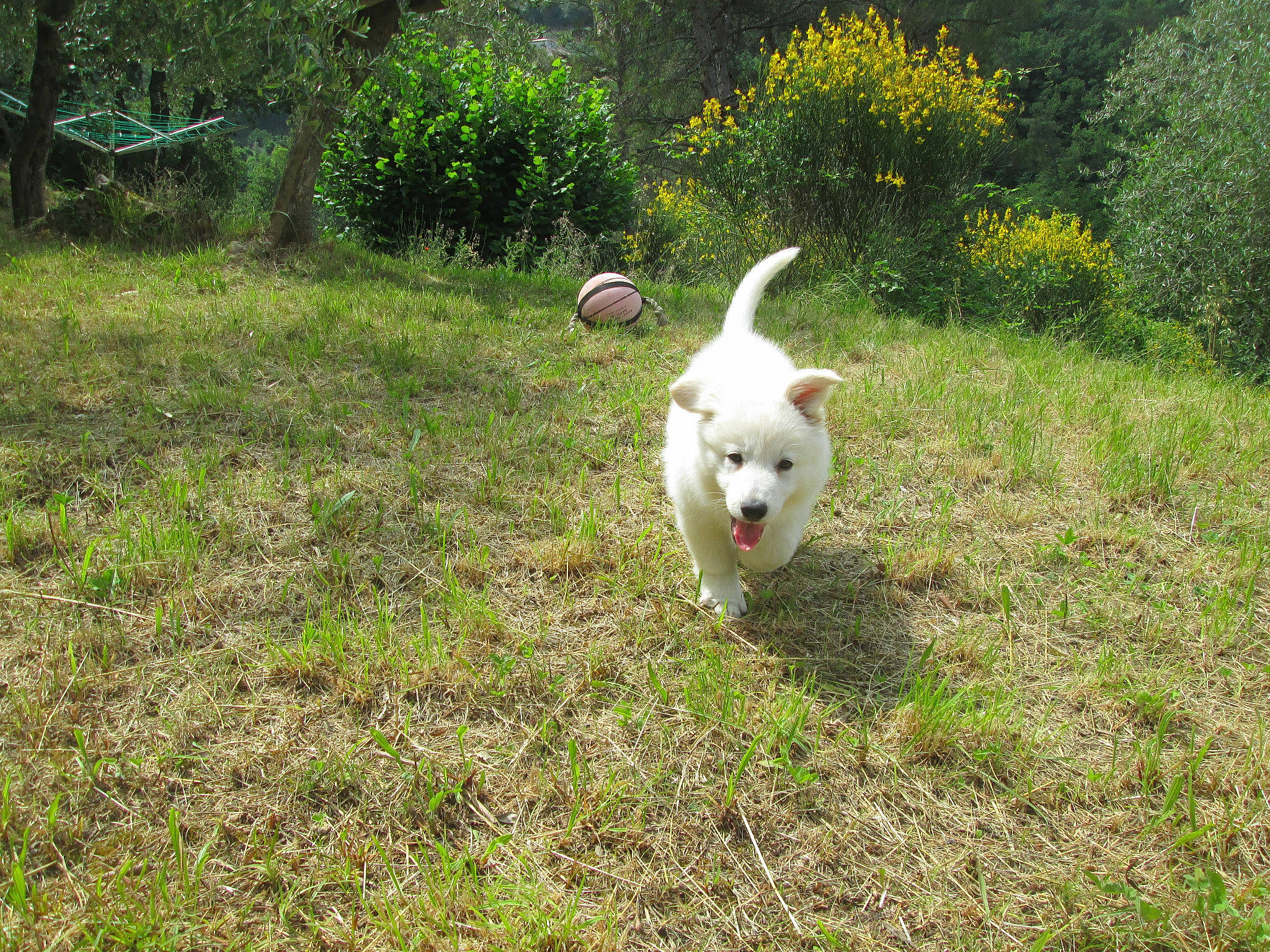 Mulan participe au concours pour gagner de l'argent avec cette photo : canidae, carnivore, dog, dog_breed, grass, mammal, non_sporting_group, sporting_group, vertebrate, white_shepherd