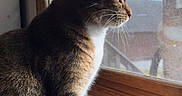 Arya joined the competition — help win amazing prizes! cat, tabby, windowsill, window, blinds, sunlight, indoor, pet, feline, whiskers, fur, side_view, looking_out, curious, domestic_cat, household, natural_light, reflection, quiet, still_life