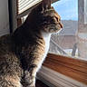cat, tabby, windowsill, window, blinds, sunlight, indoor, pet, feline, whiskers, fur, side_view, looking_out, curious, domestic_cat, household, natural_light, reflection, quiet, still_life