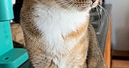 Arya joined the competition — help win amazing prizes! cat, closeup, countertop, curious, domestic_animal, feline, fur, green_eyes, household, indoor, kitchen, looking_away, natural_light, pet, portrait, sitting, tabby, whiskers, white_paws, wooden_cabinets
