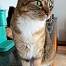 Arya joined the competition — help win amazing prizes! cat, feline, green_eyes, sitting, kitchen, countertop, wooden_cabinets, domestic_animal, pet, whiskers, fur, curious, indoor, closeup, portrait, household, tabby, white_paws, natural_light, looking_away