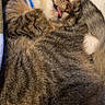 Arya is registered to the contest to win money with this photo: cat, tabby, sleeping, tongue_out, curled_up, pet, feline, animal, fur, close_up, cozy, blanket, resting, cute, domestic_animal, whiskers, ears, nostrils, paw, soft