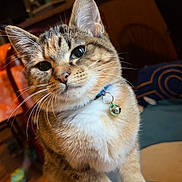 Arya is registered to the contest to win money with this photo: cat, tabby_cat, pet, indoor, collar, bell, wooden_surface, curious, animal, feline, whiskers, ears, close_up, fur, domestic_cat, brown, white_paws, house, cozy, background_blur