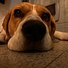 dog, close_up, nose, floor, indoor, brown, white, pet, lying_down, animal, canine, portrait, whiskers, ears, eyes, cute, domestic, relaxed, head, snout