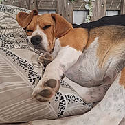 Sybelle a rejoint le concours — aidez-le/la à gagner de superbes lots ! dog, beagle, sleeping, paw, pillow, bed, resting, pet, canine, fur, ears, snout, wooden_fence, leaf, indoor, cozy, relaxation, animal, cute, napping