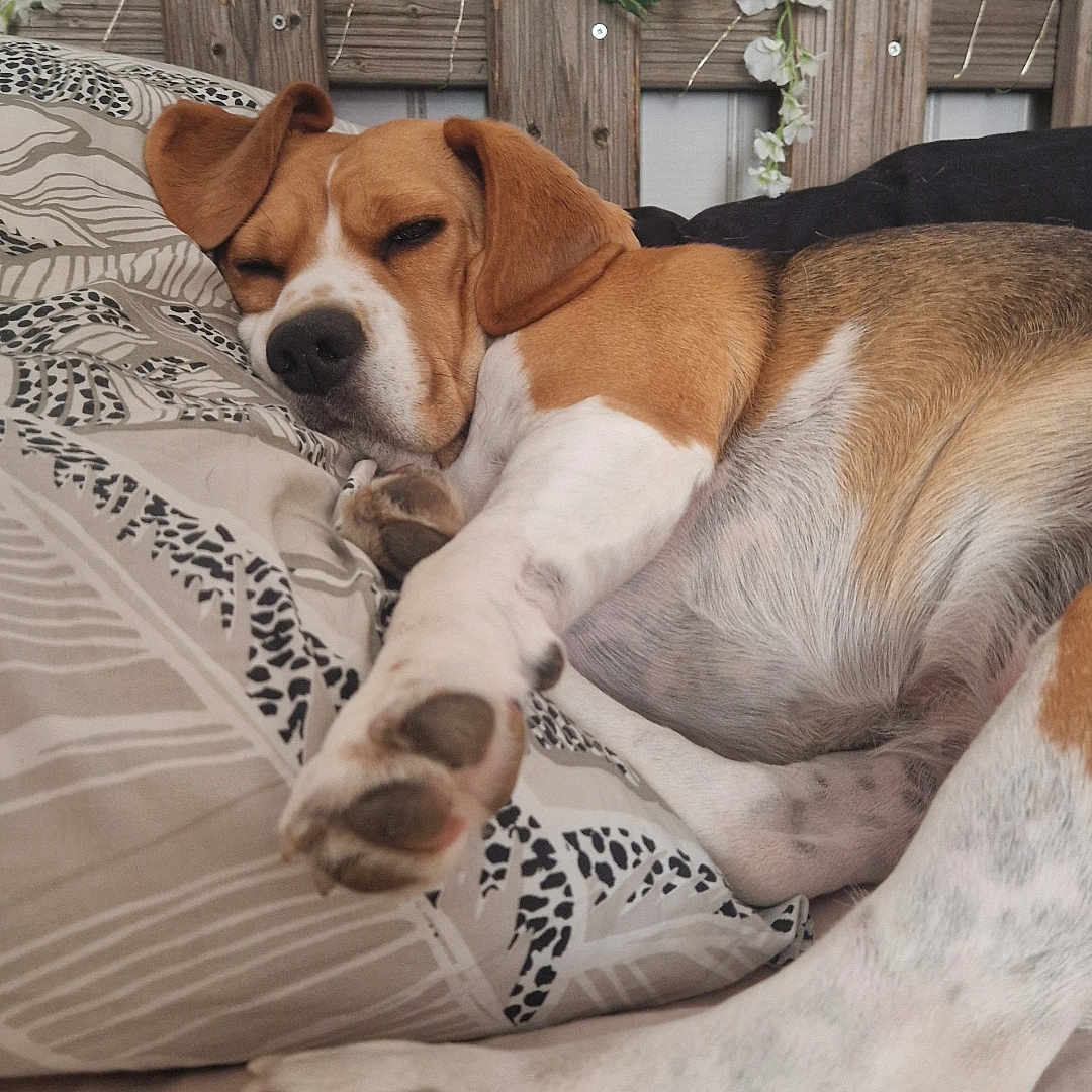 Sybelle a rejoint le concours — aidez-le/la à gagner de superbes lots ! dog, beagle, sleeping, paw, pillow, bed, resting, pet, canine, fur, ears, snout, wooden_fence, leaf, indoor, cozy, relaxation, animal, cute, napping