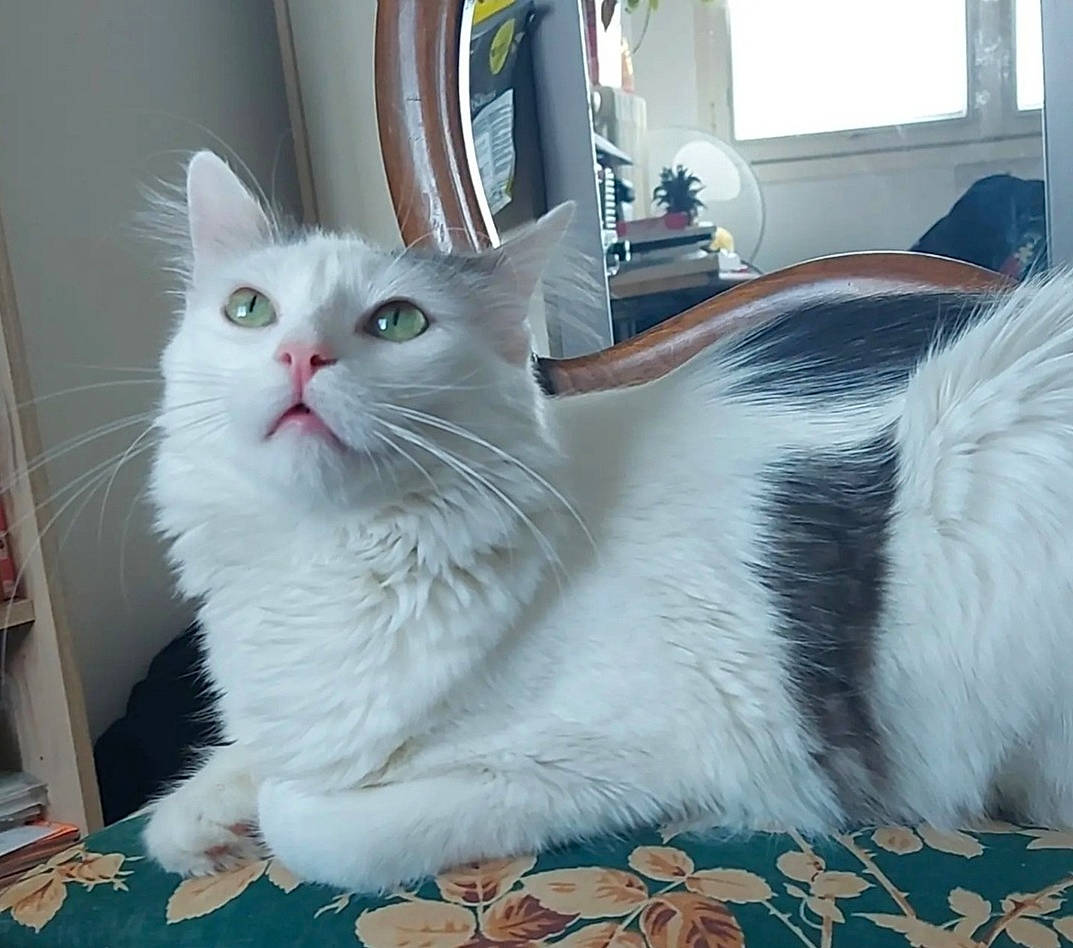 Diamant a rejoint le concours — aidez-le/la à gagner de superbes lots ! carnivore, cat, cat_supply, domestic_short_haired_cat, felidae, flooring, fur, paw, small_to_medium_sized_cats, tail, whiskers, window