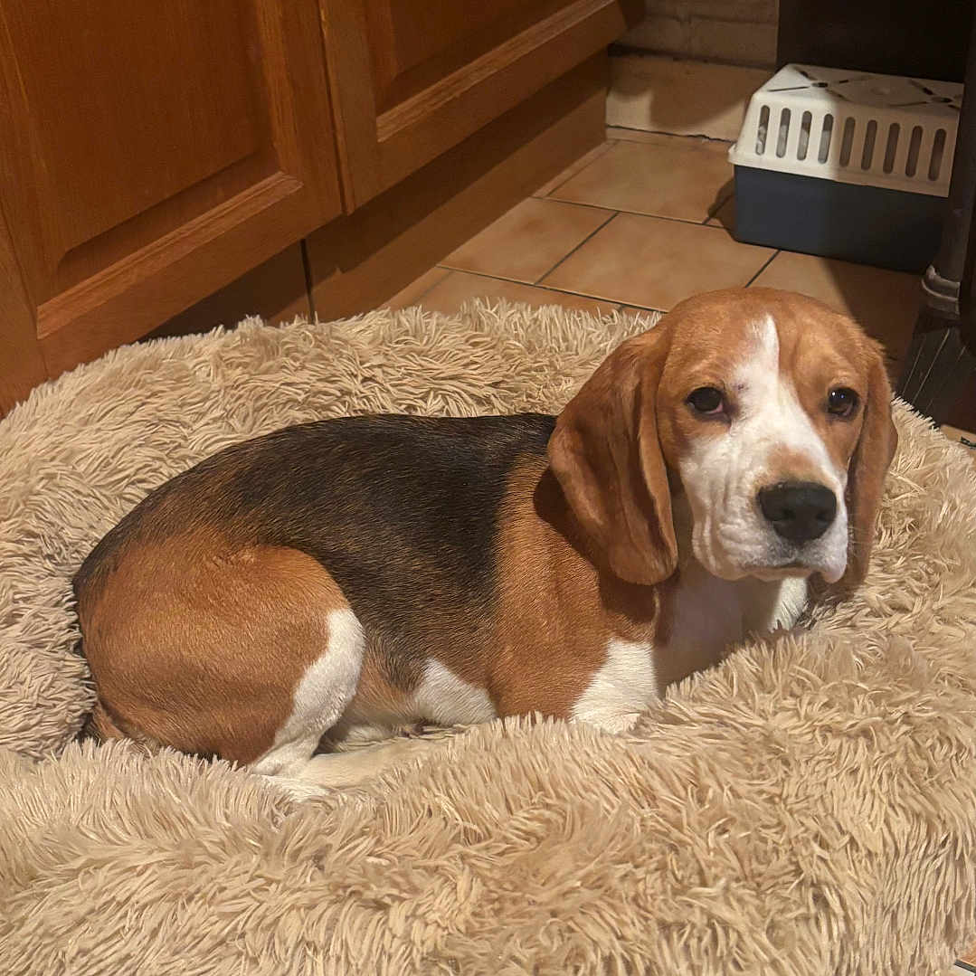 Volvic a rejoint le concours — aidez-le/la à gagner de superbes lots ! animal, beagle, cabinet, canine, dog, dogbed, furniture, hardwood, homedecor, hound, indoors, interiordesign, lamp, mat, pet, pointer, puppy, rug, tablelamp, wood