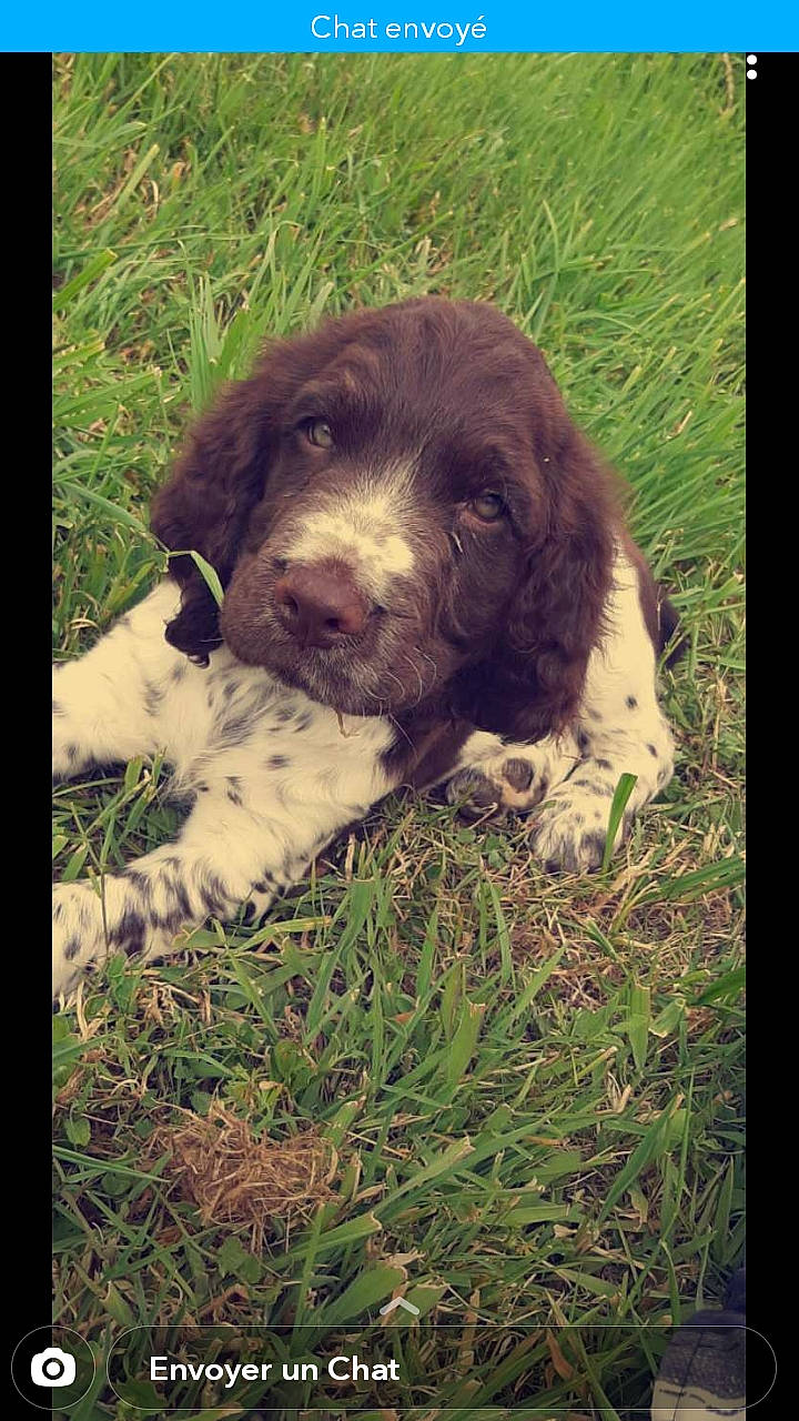 Roby a rejoint le concours — aidez-le/la à gagner de superbes lots ! canidae, carnivore, cocker_spaniel, companion_dog, dog, dog_breed, dog_collar, fawn, fur, grass, gun_dog, liver, plant, pointing_breed, retriever, snout, spaniel, sporting_group, terrestrial_animal, working_animal