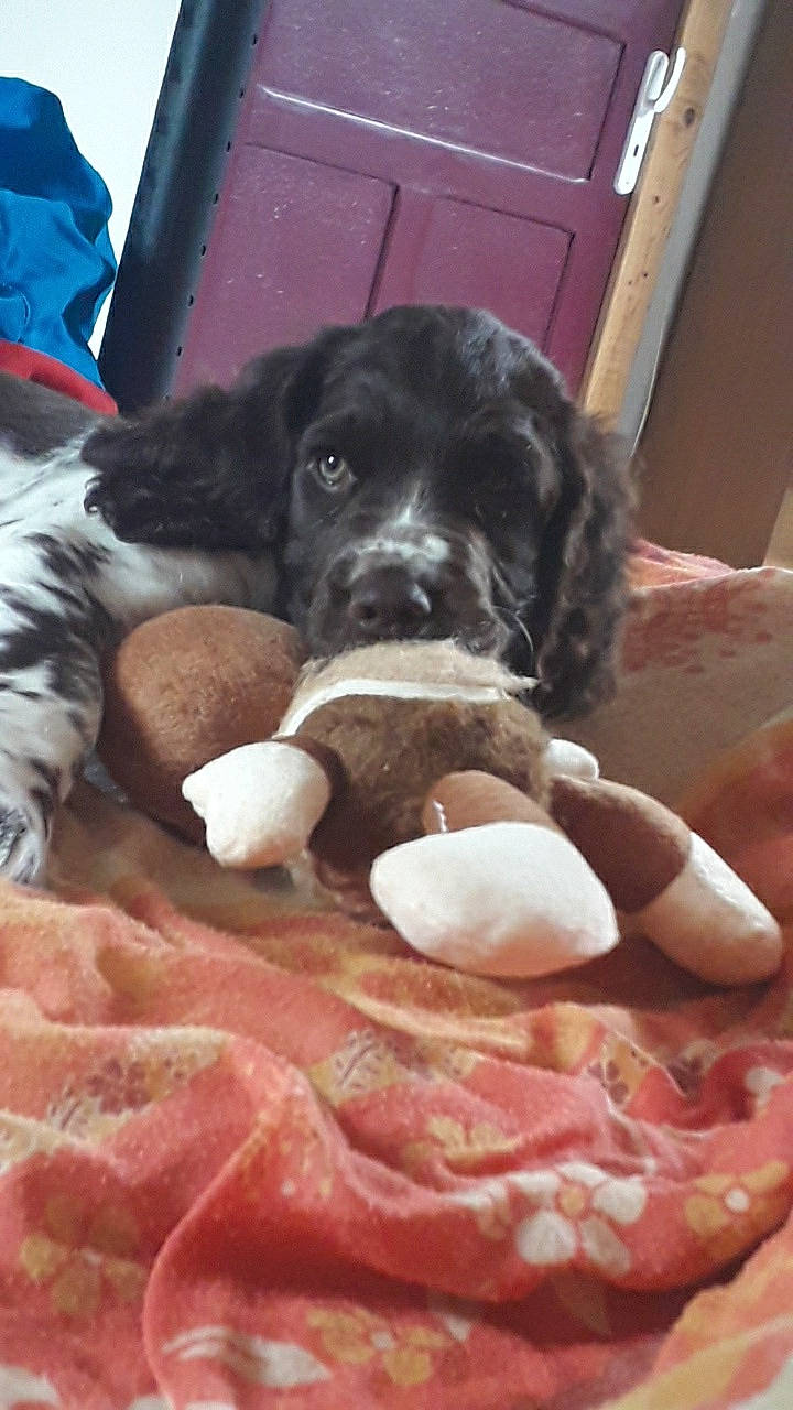 Roby participe au concours pour gagner de l'argent avec cette photo : animal_fat, animal_product, beef, carnivore, charcuterie, cold_cut, companion_dog, dog, dog_breed, door, fur, ingredient, jamon_serrano, meat, pork, recipe, red_meat, snout, sporting_group, working_animal