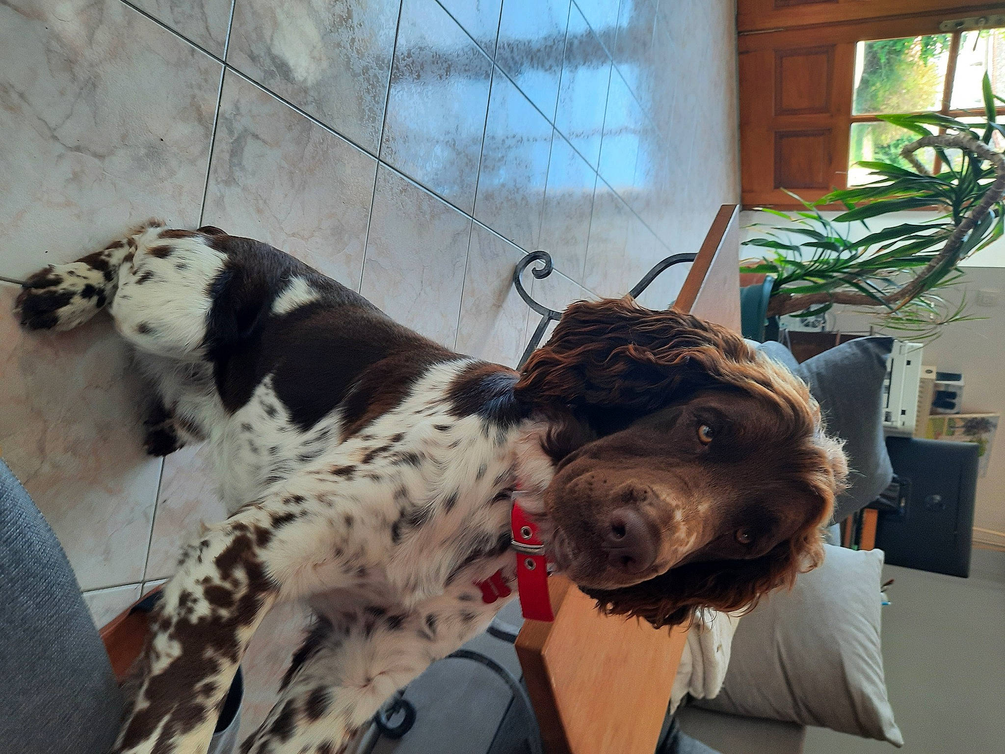 Roby participe au concours pour gagner de l'argent avec cette photo : canidae, carnivore, collar, companion_dog, dog, dog_breed, dog_collar, fang, fawn, flesh, fur, houseplant, metal, plant, snout, sporting_group, terrestrial_animal, whiskers, window, working_animal