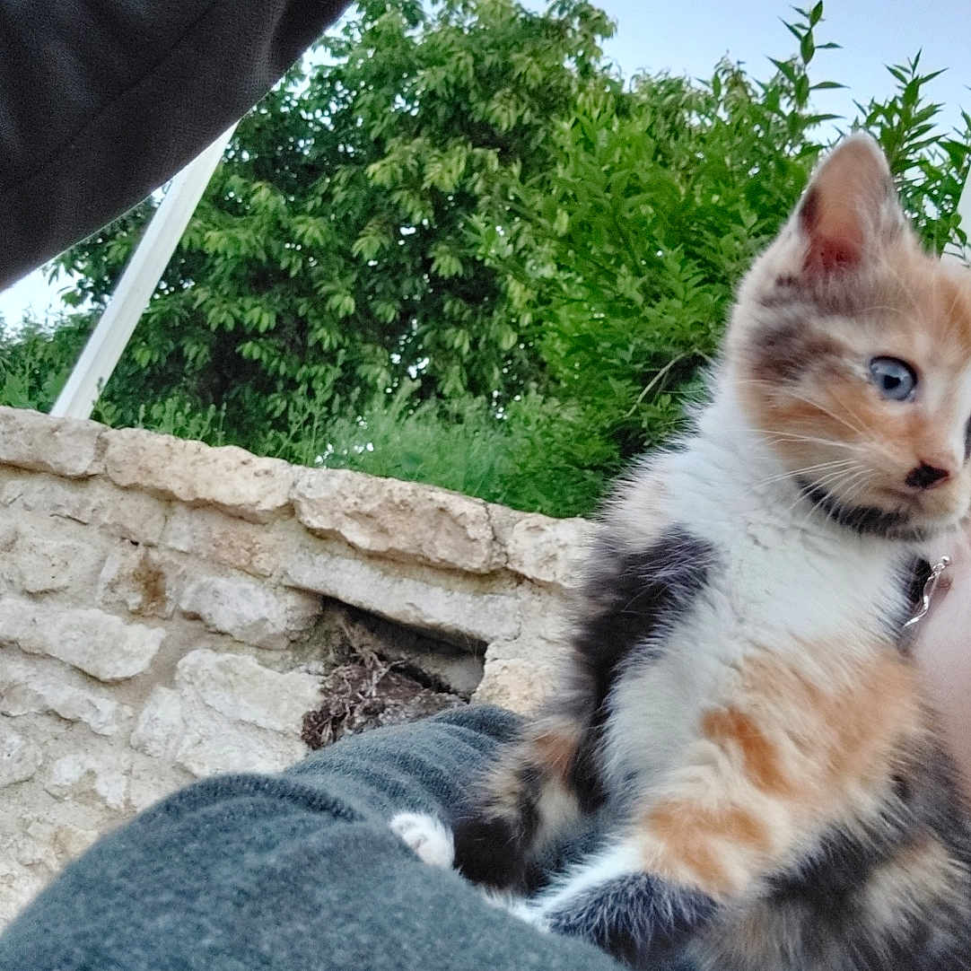 Nala