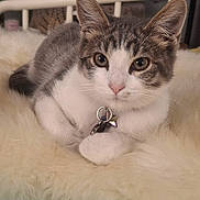 Mercury is registered to the contest to win money with this photo: cat, kitten, tabby, white_fur, fluffy_blanket, bed, indoor, closeup, pet, collar, curious_eyes, furniture, television, soft_texture, resting, cute, animal, domestic, cozy, fur