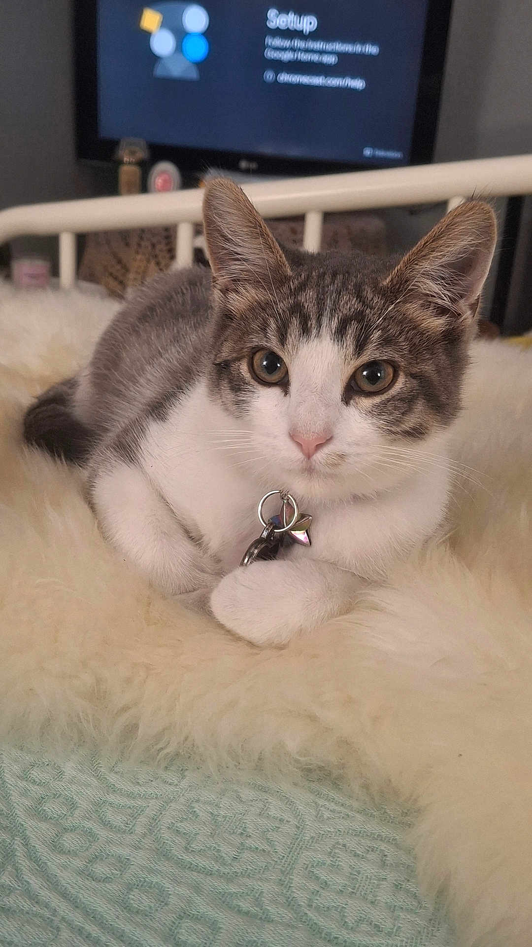Mercury is registered to the contest to win money with this photo: cat, kitten, tabby, white_fur, fluffy_blanket, bed, indoor, closeup, pet, collar, curious_eyes, furniture, television, soft_texture, resting, cute, animal, domestic, cozy, fur