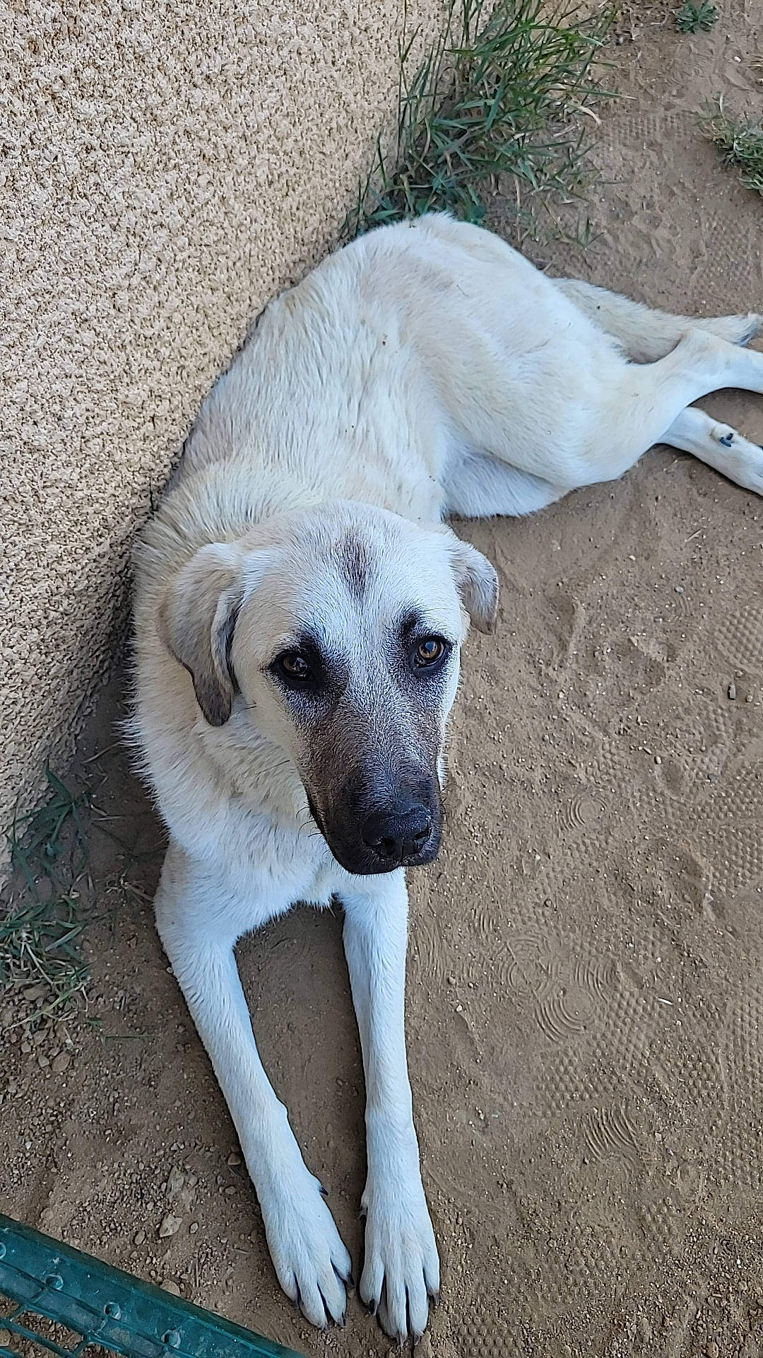 çako participe au concours pour gagner de l'argent avec cette photo : canidae, carnivore, companion_dog, dog, dog_breed, fawn, paw, snout, sporting_group, terrestrial_animal, whiskers