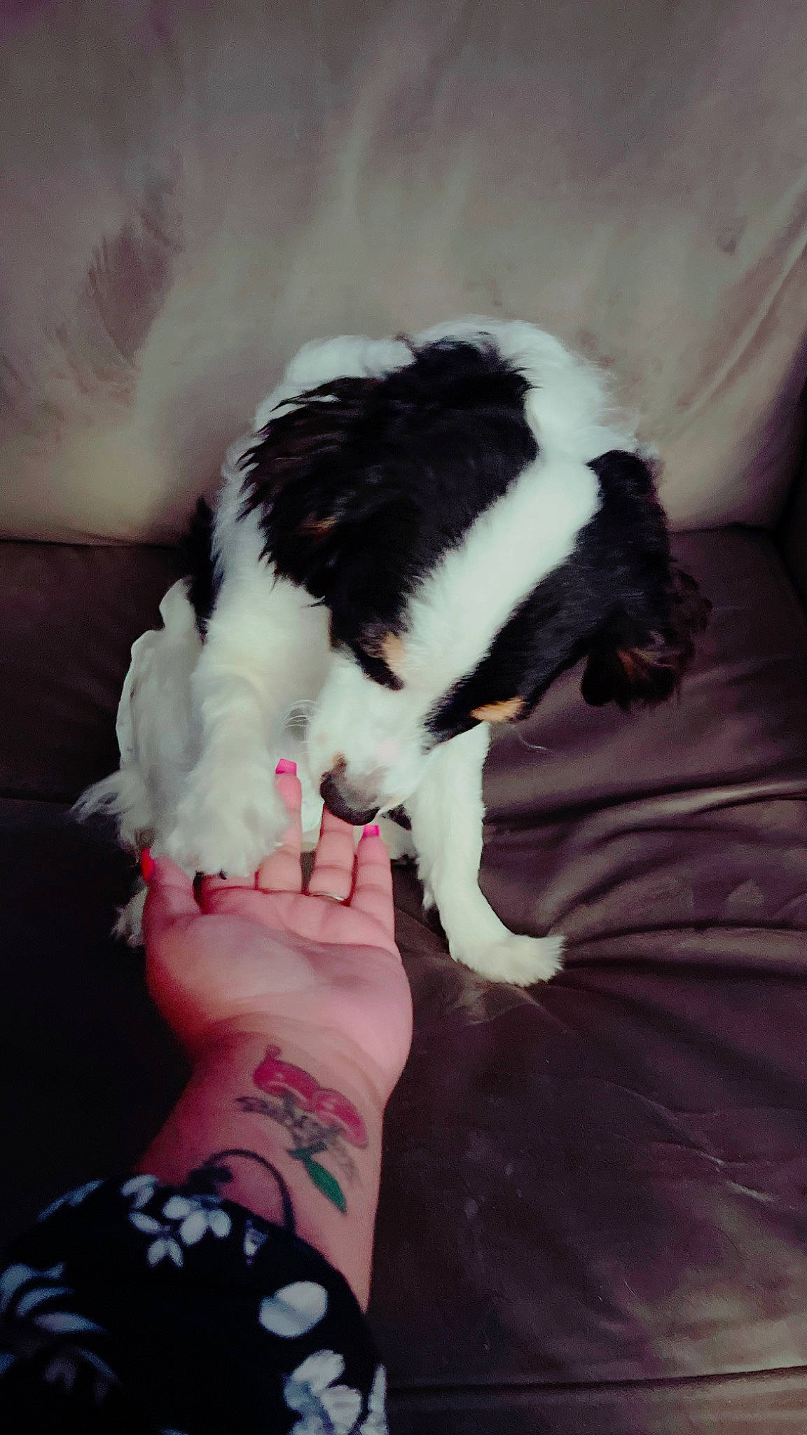 Luna is registered to the contest to win money with this photo: carnivore, comfort, companion_dog, dog_breed, dress, elbow, felidae, finger, foot, gesture, hand, human_leg, knee, lap, small_to_medium_sized_cats, tail, temporary_tattoo, thigh, whiskers, wrist