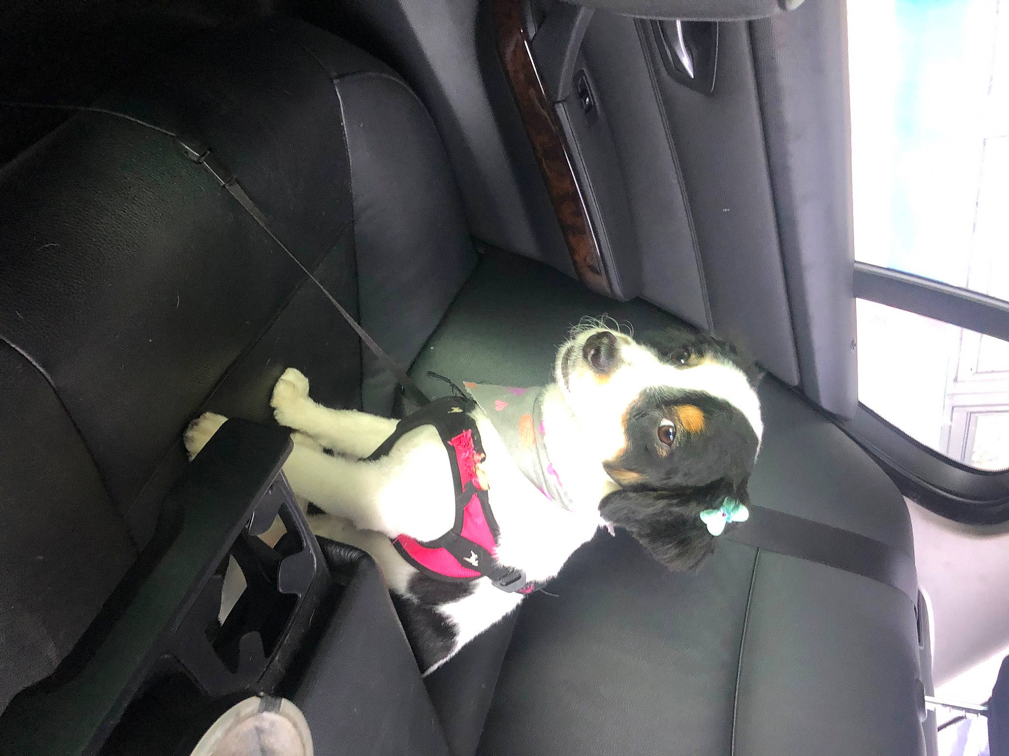 Luna joined the competition — help win amazing prizes! auto_part, automotive_design, automotive_exterior, car, car_seat, car_seat_cover, carnivore, companion_dog, dog, dog_breed, family_car, head_restraint, luxury_vehicle, motor_vehicle, personal_luxury_car, seat_belt, steering_part, steering_wheel, vehicle, vehicle_door