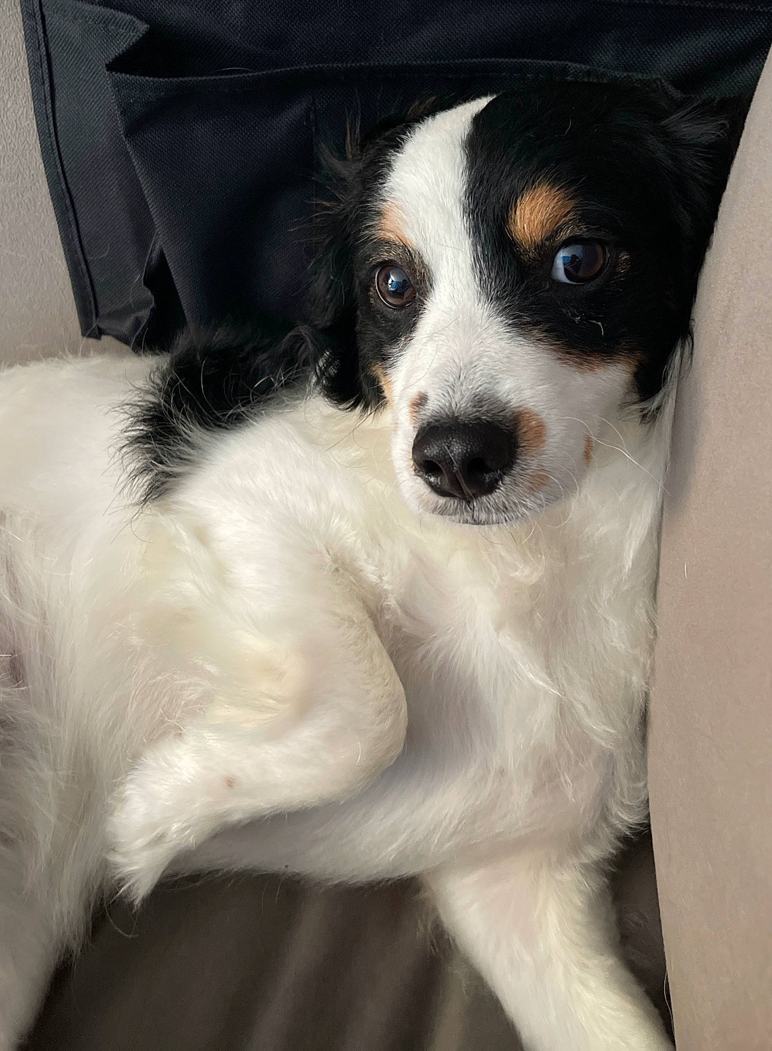 Luna is registered to the contest to win money with this photo: canidae, carnivore, collar, comfort, companion_dog, dog, dog_breed, dog_collar, fur, non_sporting_group, snout, sporting_group, sunglasses, toy_dog, whiskers, working_animal